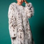 Collarless coat of Lynx bellies